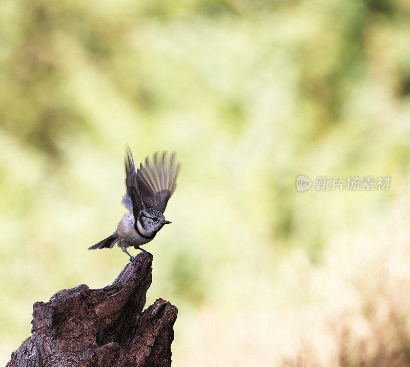 冠山雀(Lophophanes cristatus)摘下